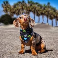 Miniature and long haired | all the info you could ever want about to minimize the risk of your dachshund developing any hereditary health issues, you should buy a dachshund puppy from a reputable breeder. Dachshund Puppies For Sale Marissa Rose Dachshunds