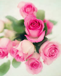 bouquet of pink roses pickpik
