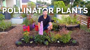 11 must grow pollinator garden plants