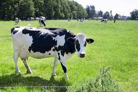 cow urine as natural fertilizer