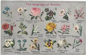 The Language Of Flowers Flower Meanings Language Of