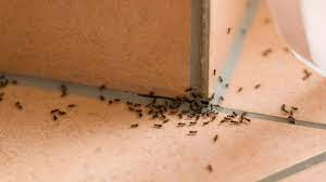Ants In Bathroom Proven Methods For