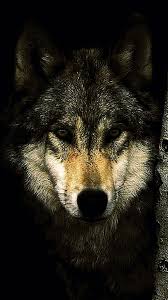 Dark Wolf Hd Wallpapers For Mobile ...
