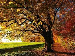 The Best Autumn Trees In Australia