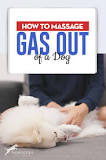does-rubbing-a-dogs-belly-help-with-gas