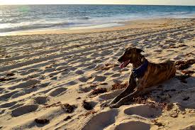 Affectionate, gentle and intelligent, greyhounds make great pets for most households including those. Greyhound Adoptions Wa Adopt A Greyhound Perth