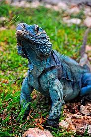 Blue Iguanas gambar png
