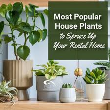 Most Popular Houseplants To Spruce Up
