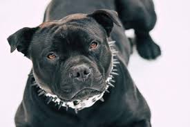 dangerous breeds of dogs pit bulls