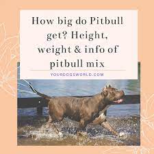 Healthy & potty trained pitbull puppies ready. How Big Do Pitbull Get Height Weight Info Of Pitbull Mix Your Dogs World