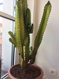 Discover the types of cactus plants available as houseplants, the best cactus flowers and how to look after a cactuses, including prickly ones. What Is Wrong With My Cactus Gardening Landscaping Stack Exchange