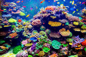 Resultado de imagem para wallpapers of corals