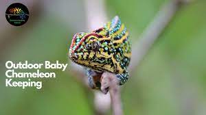 s7 ep 28 outdoor baby chameleon