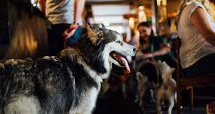 dog friendly pubs restaurants