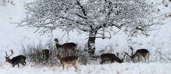 Shrubs From Winter Deer Damage