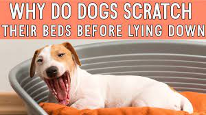 why do dogs scratch their beds before