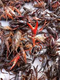 we also sell live crawfish picture of