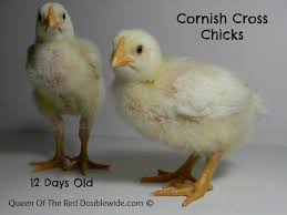 Raising Cornish Cross Chickens Week 2 Queen Of The Red
