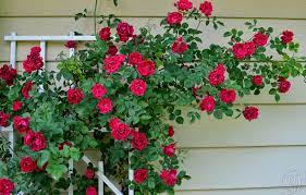 all about climbing roses stark bro s