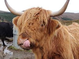 Yak Yak Yak. He cant stop talking - isnt he cute : r/Eyebleach