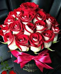 whatsapp dp rose flowers rose images