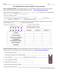 This biology video tutorial provides a basic introduction into transcription and translation which explains protein synthesis starting from dna. Dna Replication And Protein Synthesis Virtual Lab