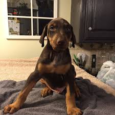 Locate puppies around the state of oklahoma to gain your next companion. 45 Days Old Pup 9 Pup Puppies Doberman