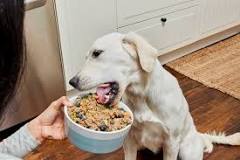 Why are vets against homemade dog food?