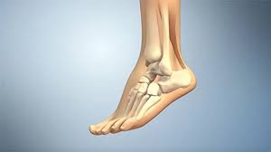 Main extensor tendon & digital extensor tendon & long extensor tendon. Chronic Achilles Tendon Rupture Treated By Foot Surgeons In Baltimore Mercy