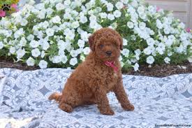 tyler miniature poodle mix puppy for