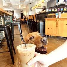 dog friendly coffee s charlotte nc