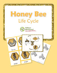 7 Life Cycle Of A Honeybee 3 Part Cards And Life Cycle