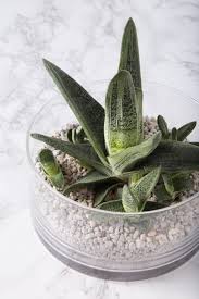 water succulents without drainage