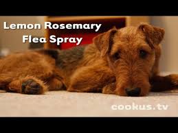 how to make lemon rosemary flea spray