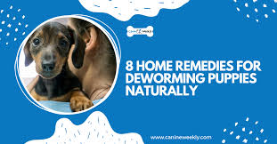 8 home remes for deworming puppies