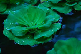 We did not find results for: The Best Floating Aquarium Plants For Your Freshwater Aquarium
