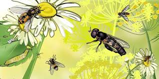 Maybe you would like to learn more about one of these? 8 Interesting Facts About Hoverflies Infographic
