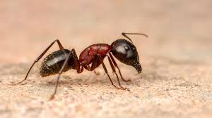 une invasion de fourmis dans la maison