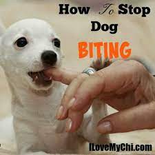 how to stop dog biting i love my chi