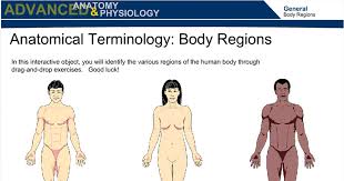 Unless you are told otherwise, any reference to location (diagram or description) in the study of anatomy assumes this position. Anatomical Terminology Body Regions Wisc Online Oer