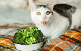 My parents said to leave the cat alone and not to feed it. 6 Reasons Why Cats Can Eat Lettuce With 4 Feeding Ways