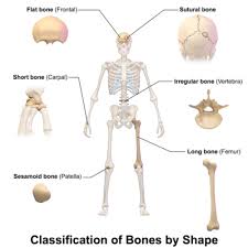 bone physiopedia