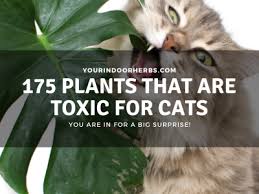 175 Plants Toxic For Cats Full List