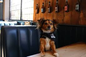 new bar where dogs bring their humans