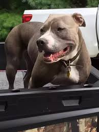 What Are The Different Types Of Pit Bulls Quora