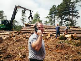 There are very few large old unless you have a large number of trees on many acres of land, it is unlikely that anyone will want them for lumber. Thousands Of Southerners Planted Trees For Retirement It Didn T Work Wsj
