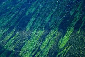 seagrass beats rainforests as carbon