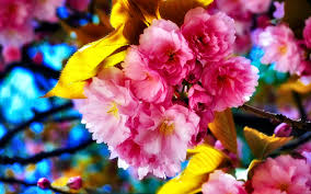 hd desktop wallpaper flowers sakura