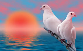 birds beautiful white pigeons love at