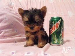 local yorkie puppies 2024